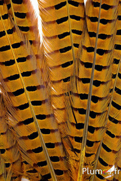 Fagiano di Colchide - 35-45 cm - giallo
